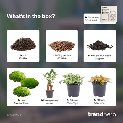 Nachfüllpackung für Pflanzenterrarien und Ficus Ginseng Bonsai Starterset von Everspring, inklusive Pflanzen und Zubehör.