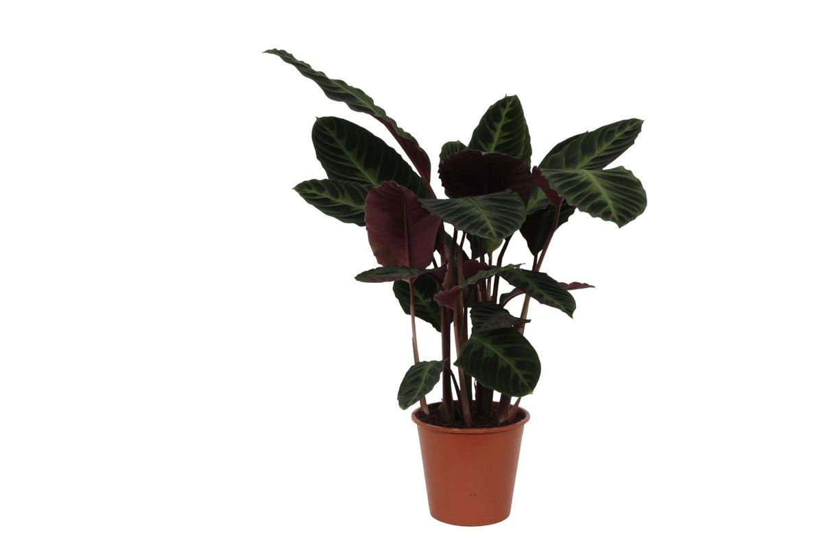 Calathea warscewiczii 100 cm | Korbmarante im Ø21 cm Topf – Immergrün &  Haustierfreundlich