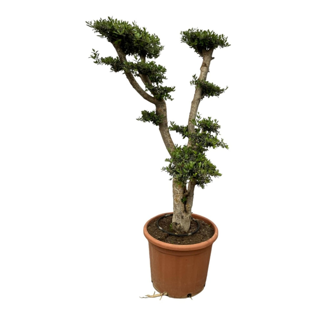 Olea Pon Pon - 180 cm - Ø 55 cm - Wurzelwerk Design
