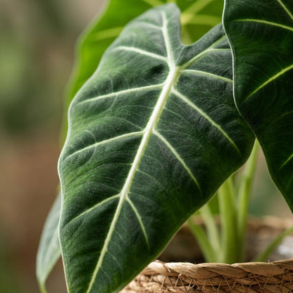 Alocasia Frydek kaufen | Elefantenohr – Topf Ø 19 cm, Höhe 60 cm