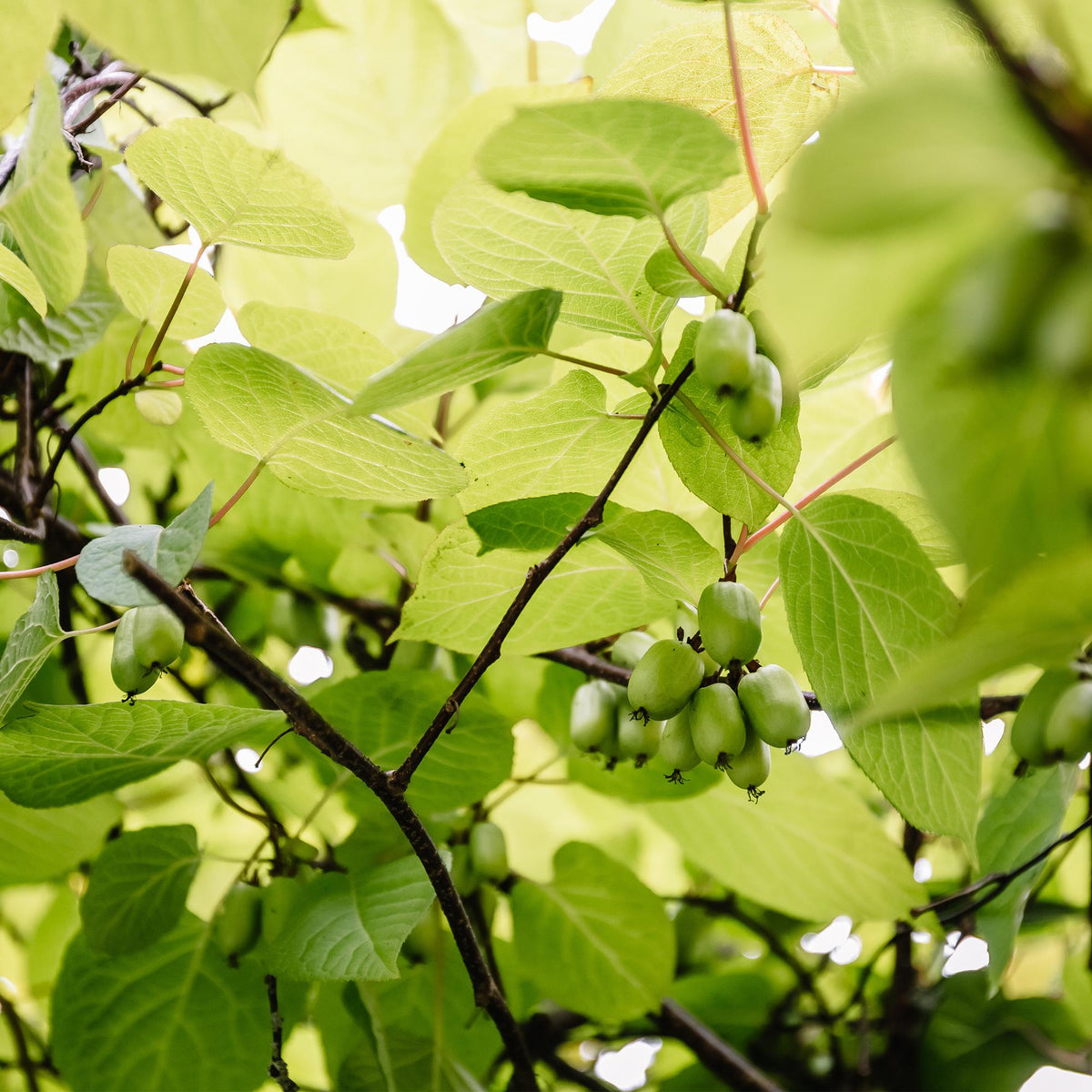 Zwei Everspring Kiwi Actinidia arguta Issai Pflanzen mit grünen Früchten, Topf 11cm, Höhe 40cm, auf einem Gartenboden.