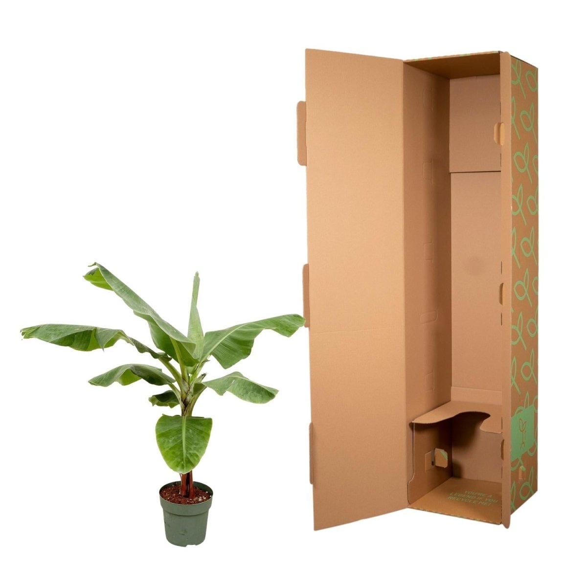 Musa Bananenpflanze – Exotisches Urlaubsfeeling für Zuhause - Wurzelwerk Design