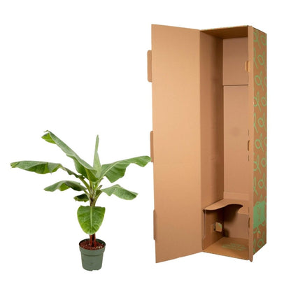 Musa Bananenpflanze – Exotisches Urlaubsfeeling für Zuhause - Wurzelwerk Design