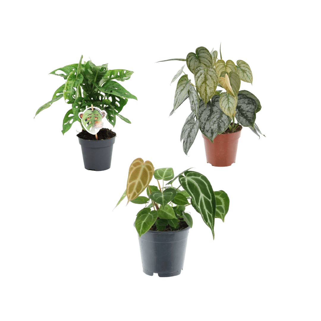 Grünes Pflanzenmix - Trio – Monstera, Philodendron &amp; Anthurium - Wurzelwerk Design