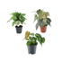 Grünes Pflanzenmix - Trio – Monstera, Philodendron & Anthurium - Wurzelwerk Design