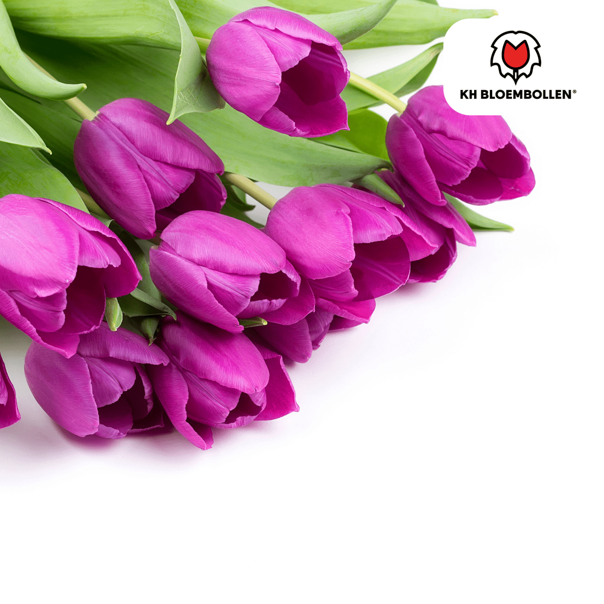 Purple Prince Tulpenzwiebeln – 20er - Pack | Tiefviolette Frühlingsblüten - Wurzelwerk Design