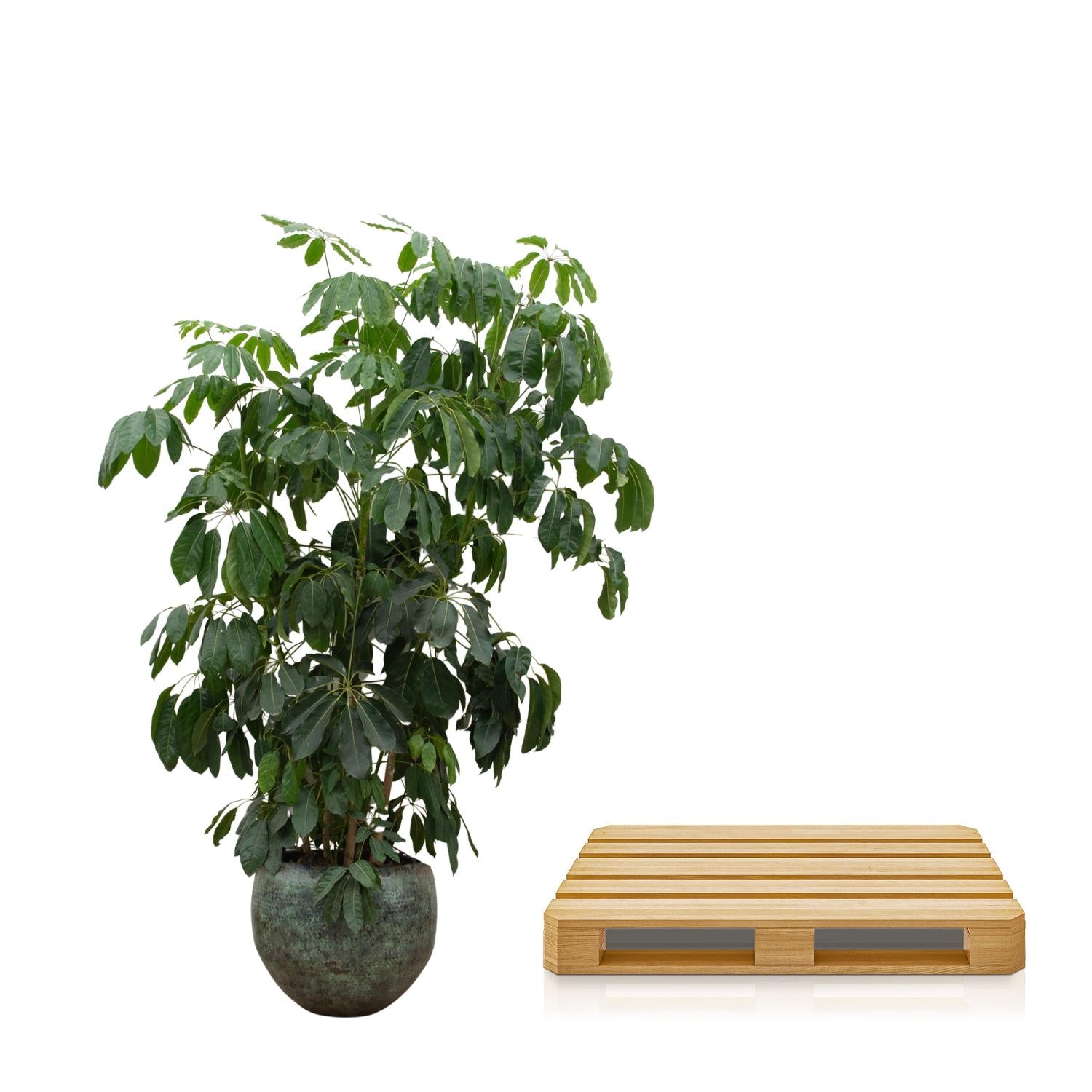 Große Schefflera Amate XL Pflanze von Everspring, 220 cm hoch, mit großen grünen Blättern, in Topf.
