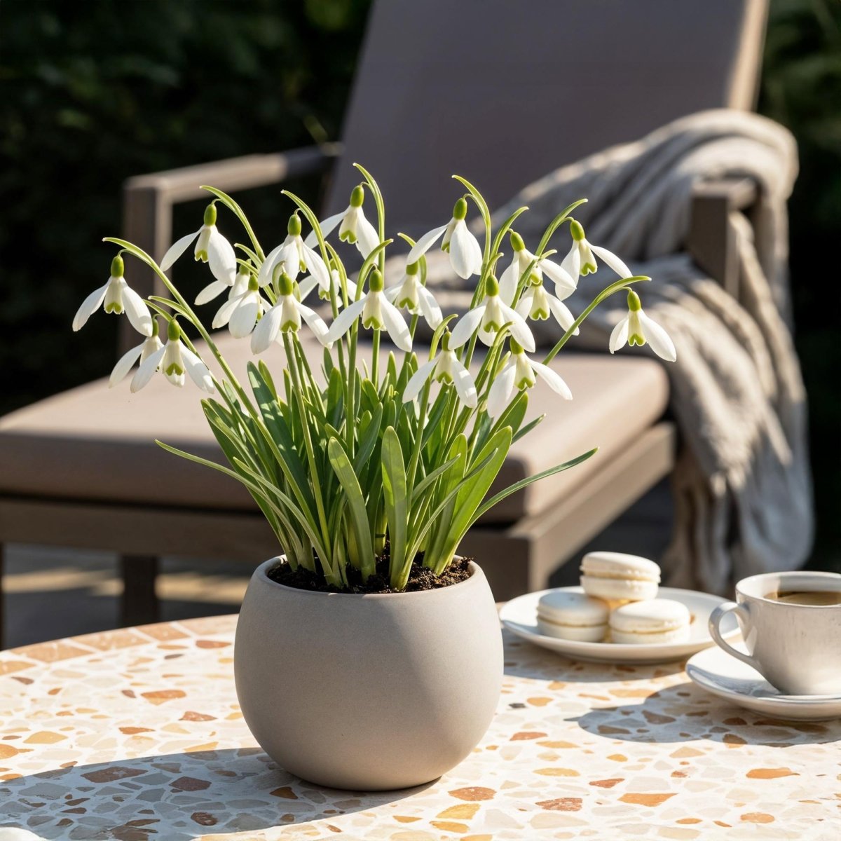 Blumenzwiebeln Galanthus Elwesii | 25 Stück Weiß – Zwiebelgröße 5/6 – XXL Pack - Wurzelwerk Design