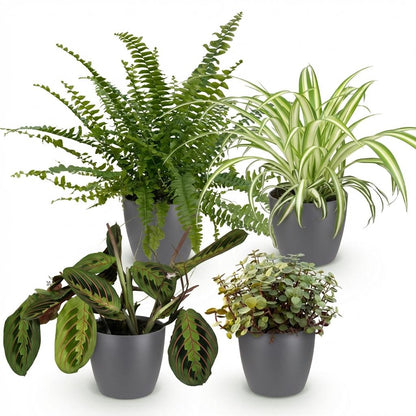 Vier Zimmerpflanzen im weißen, grauen oder Korb, inklusive Chlorophytum, Maranta, Calissia und Nephrolepsis, 25 cm hoch.