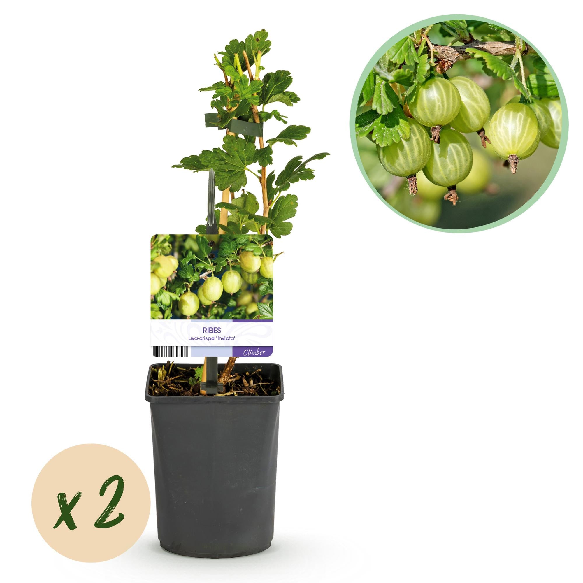 Zwei Ribes uva-crispa Invicta Stachelbeer-Pflanzen in Töpfen, grüne Beeren, Höhe 40 cm, Everspring.