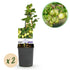 Zwei Ribes uva-crispa Invicta Stachelbeer-Pflanzen in Töpfen, grüne Beeren, Höhe 40 cm, Everspring.