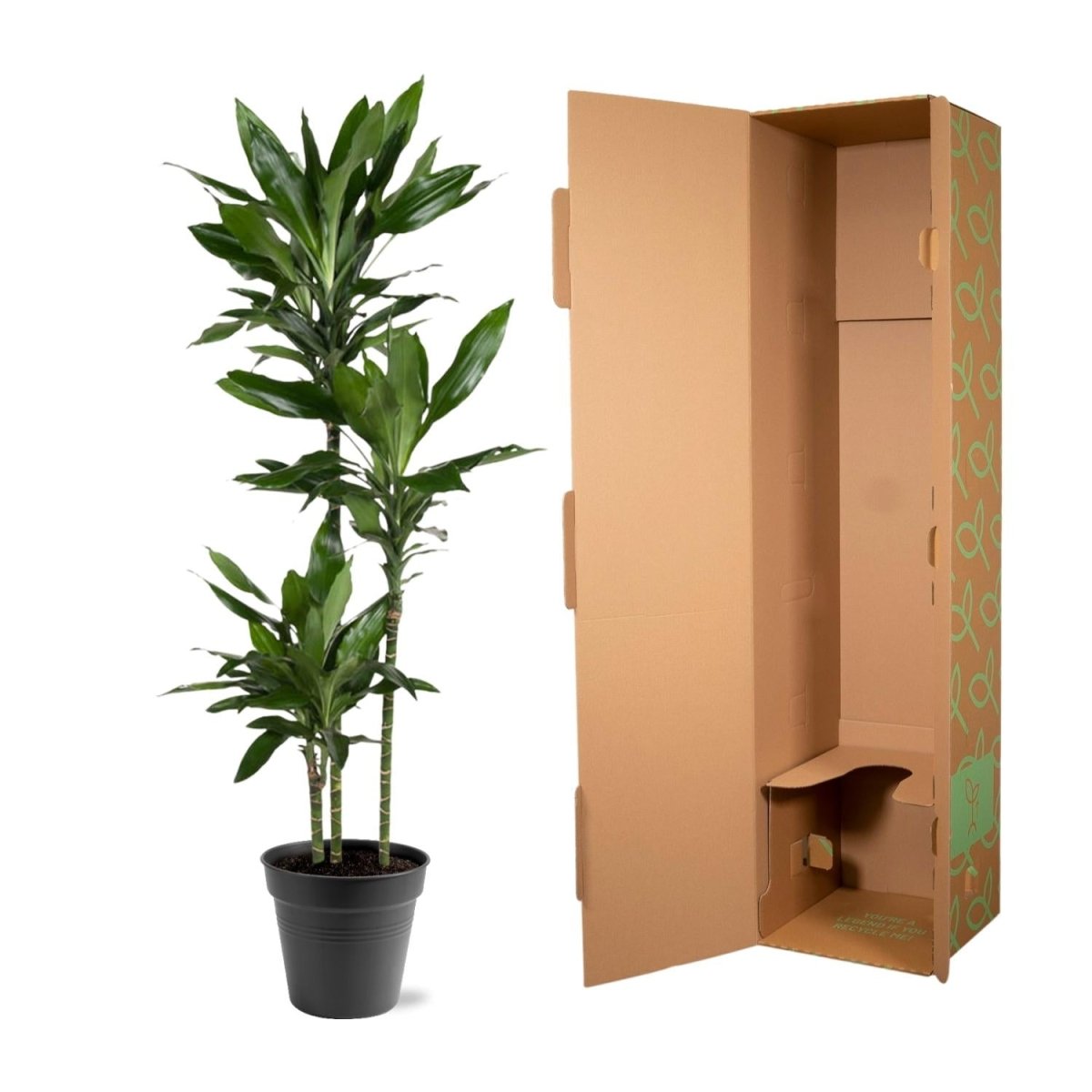 Dracaena Janet Lind – Elegante &amp; pflegeleichte Zimmerpflanze - Wurzelwerk Design