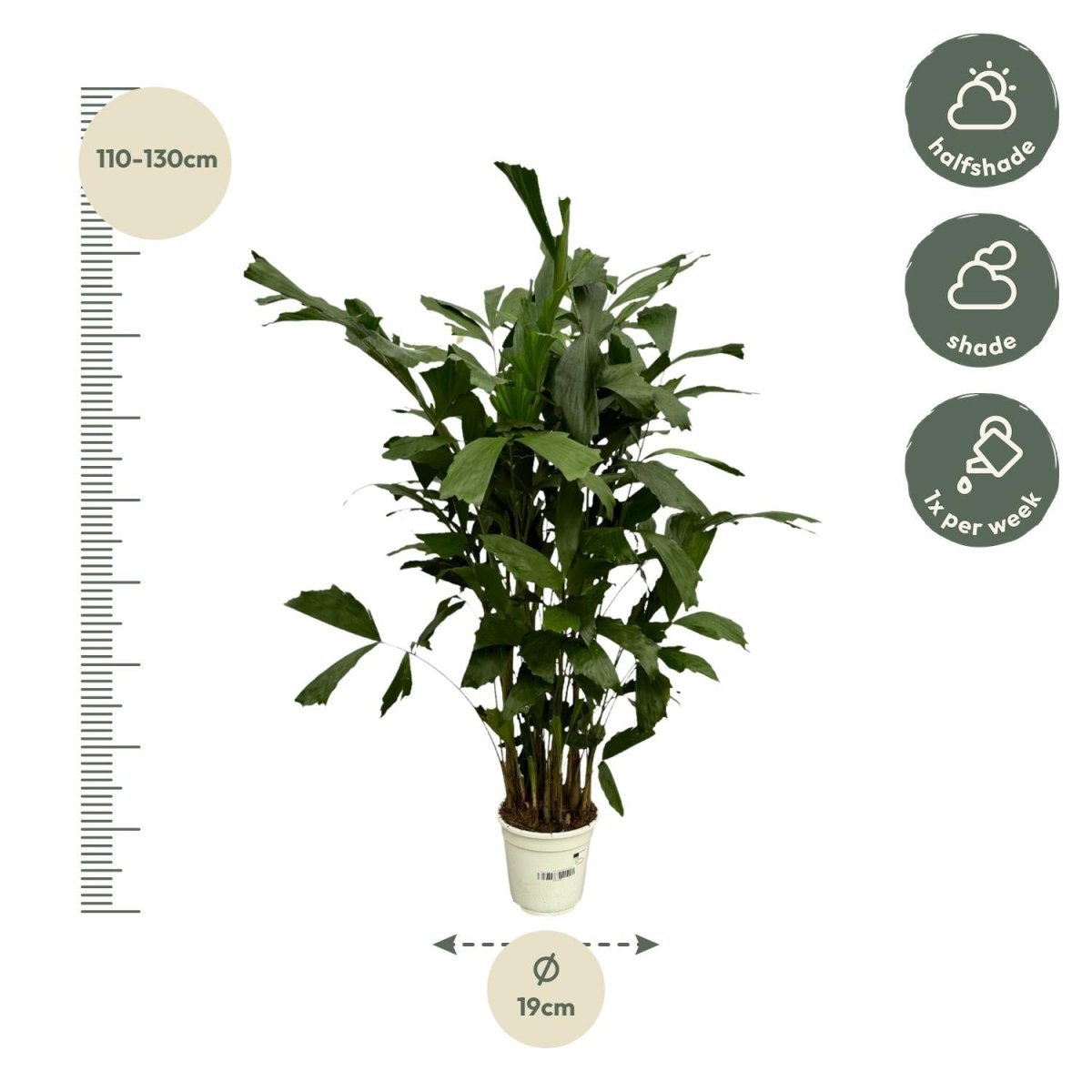 Caryota mitis | Fischschwanzpalme in verschiedenen Größen – Tropische Zimmerpalme - Wurzelwerk Design