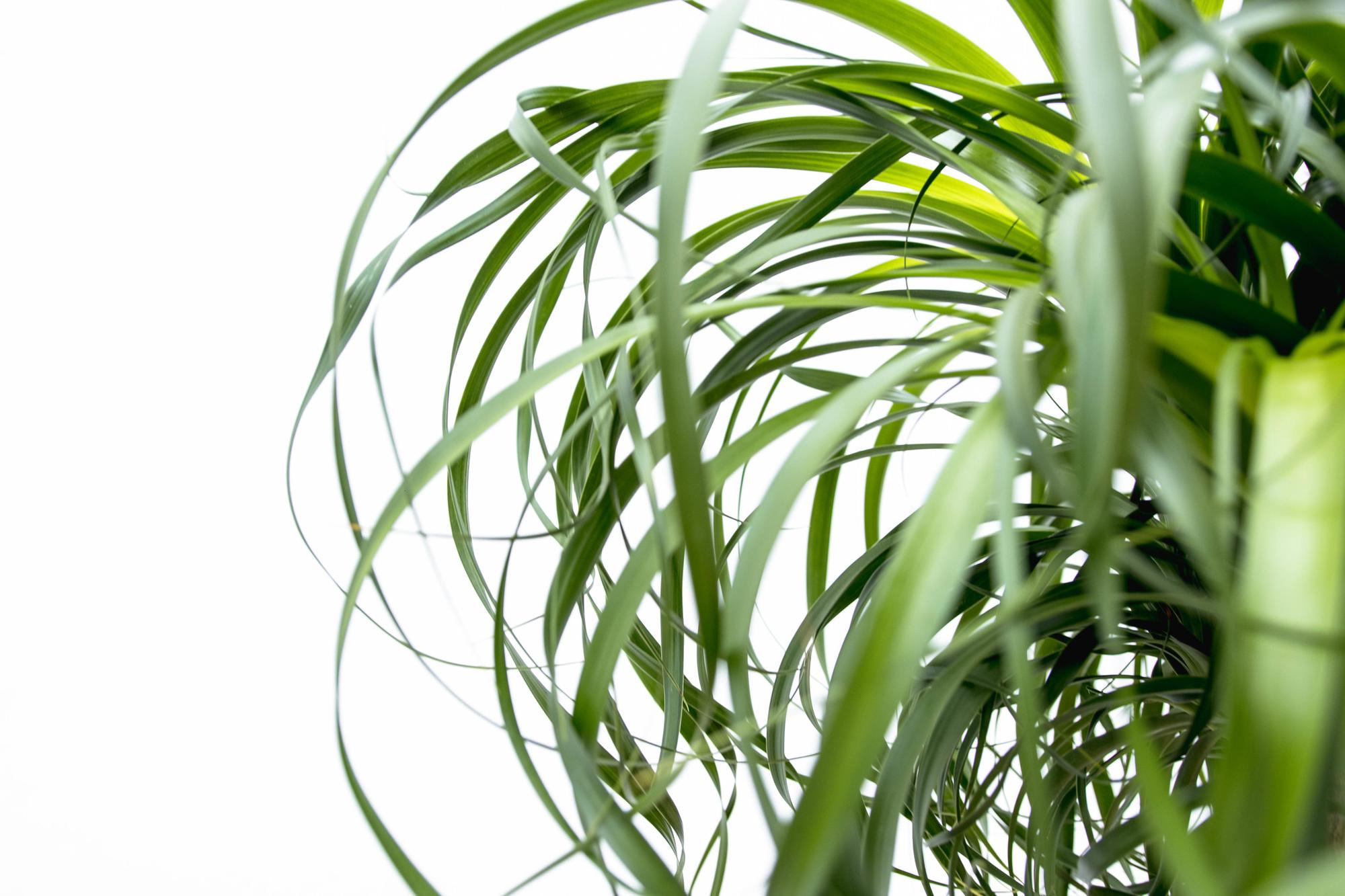 Beaucarnea XXL Elefantenfuß Zimmerpflanze von Everspring, 180–210 cm groß, grüne Pflanze mit dickem Stamm und buschigem Laub