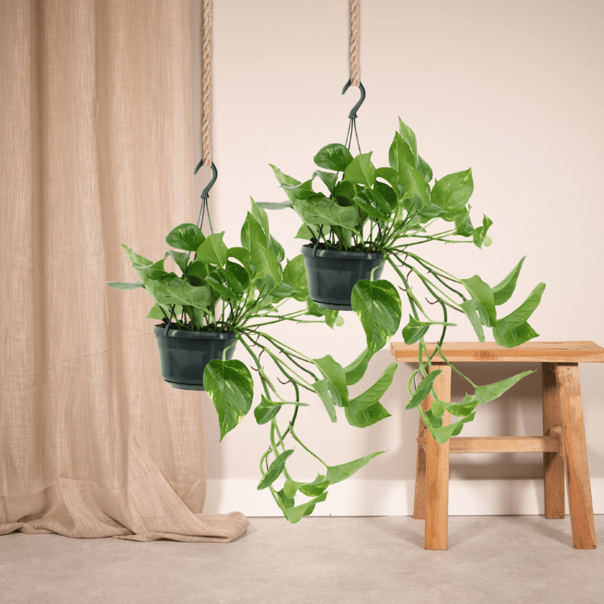 2x Epipremnum Aureum - Scindapsus - 25cm - ø15 - Wurzelwerk Design