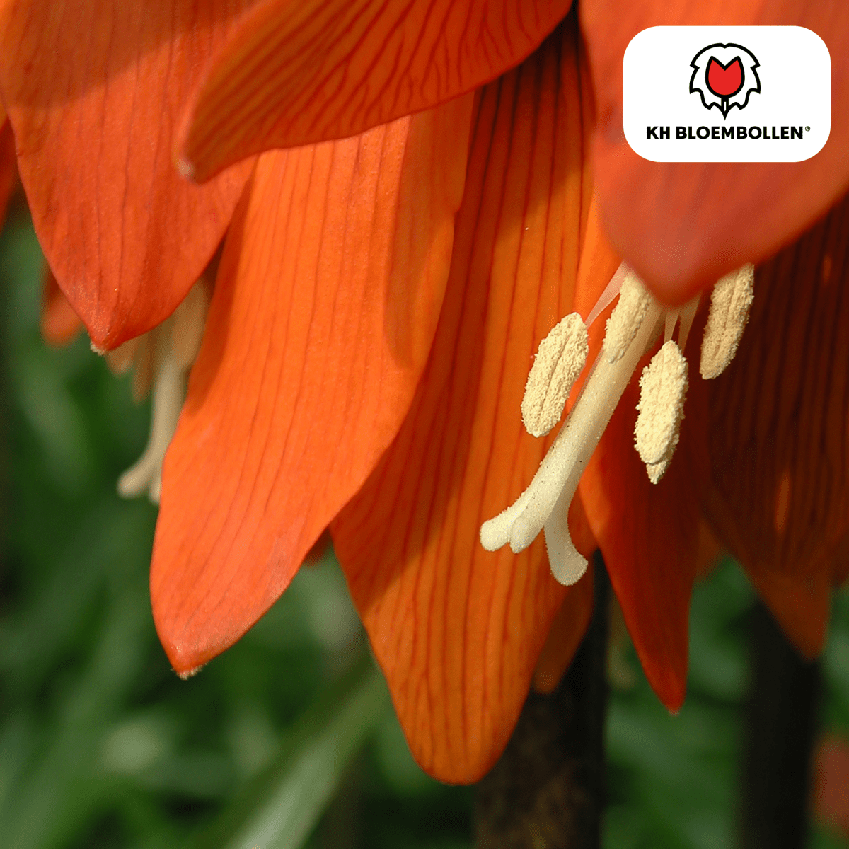 Fritillaria Imperialis Crown Rubra – 5 Stück | Rote Kaiserkrone - Wurzelwerk Design