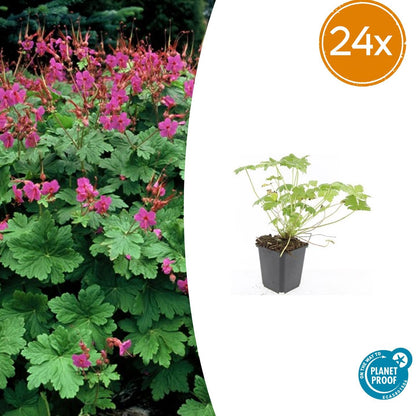 24x Geranium macrorrhizum ‘Czakor’ – Balkan-Storchschnabel mit roten Blüten – Höhe 10–25 cm – Ø 9 cm