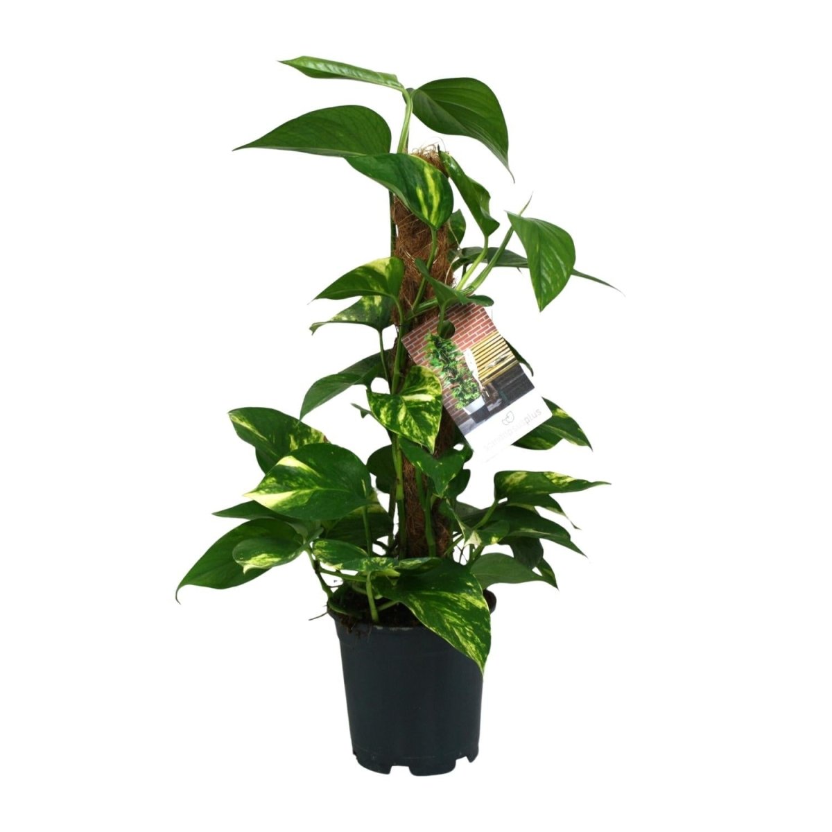 Scindapsus Epipremnum - Ø15cm - ↕50cm - Wurzelwerk Design