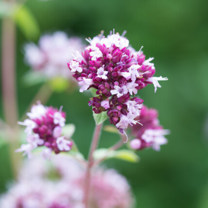 Sechs Everspring Origanum laevigatum &