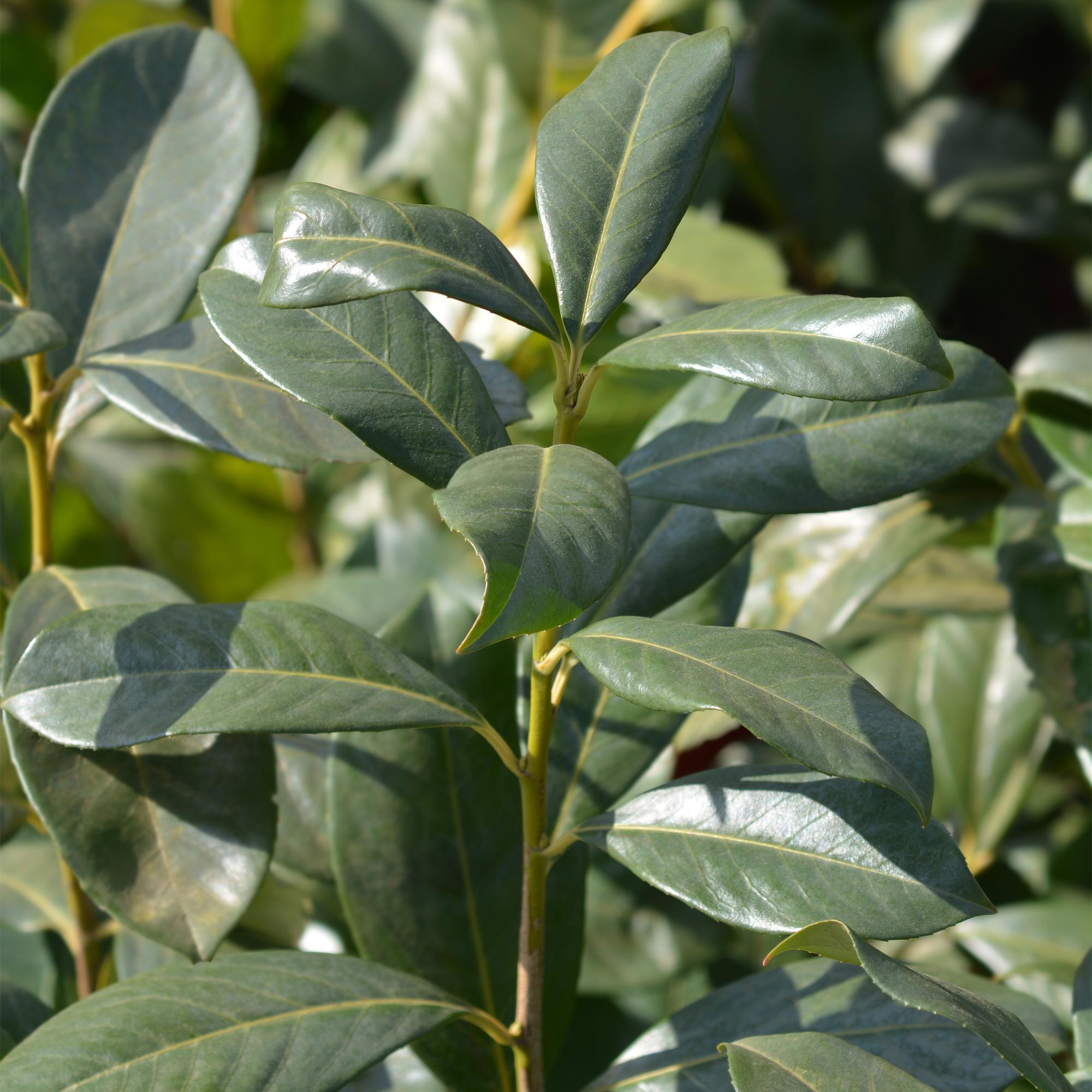Kirschlorbeer Rotundifolia – Prunus laurocerasus online kaufen | 6 Pflanzen für 1 m Hecke, immergrün &amp; blickdicht – Wurzelwerk Design