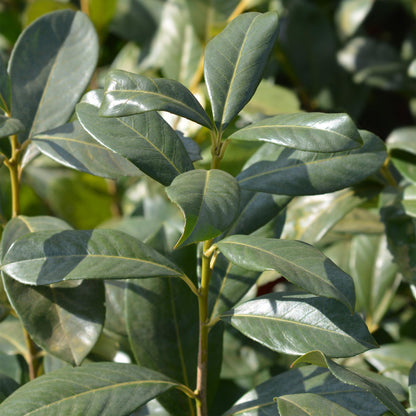 Kirschlorbeer Rotundifolia – Prunus laurocerasus online kaufen | 6 Pflanzen für 1 m Hecke, immergrün &amp; blickdicht – Wurzelwerk Design
