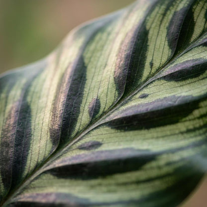 Everspring Calathea Makoyana, Pfauen-Korbmarante, Topf Ø 19 cm, Höhe 70 cm, grüne Pflanze mit auffälligen Blattmustern.