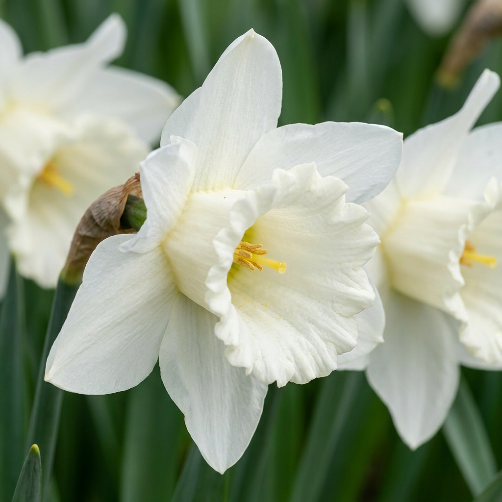 Narzisse Mount Hood – Narcissus online kaufen | 30 bis 120 Blumenzwiebeln, reinweiß &amp; elegant – Wurzelwerk Design