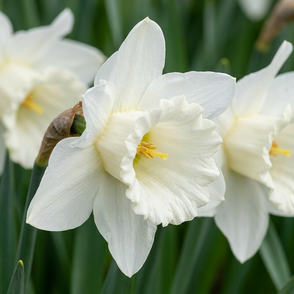 Narzisse Mount Hood – Narcissus online kaufen | 30 bis 120 Blumenzwiebeln, reinweiß &amp; elegant – Wurzelwerk Design