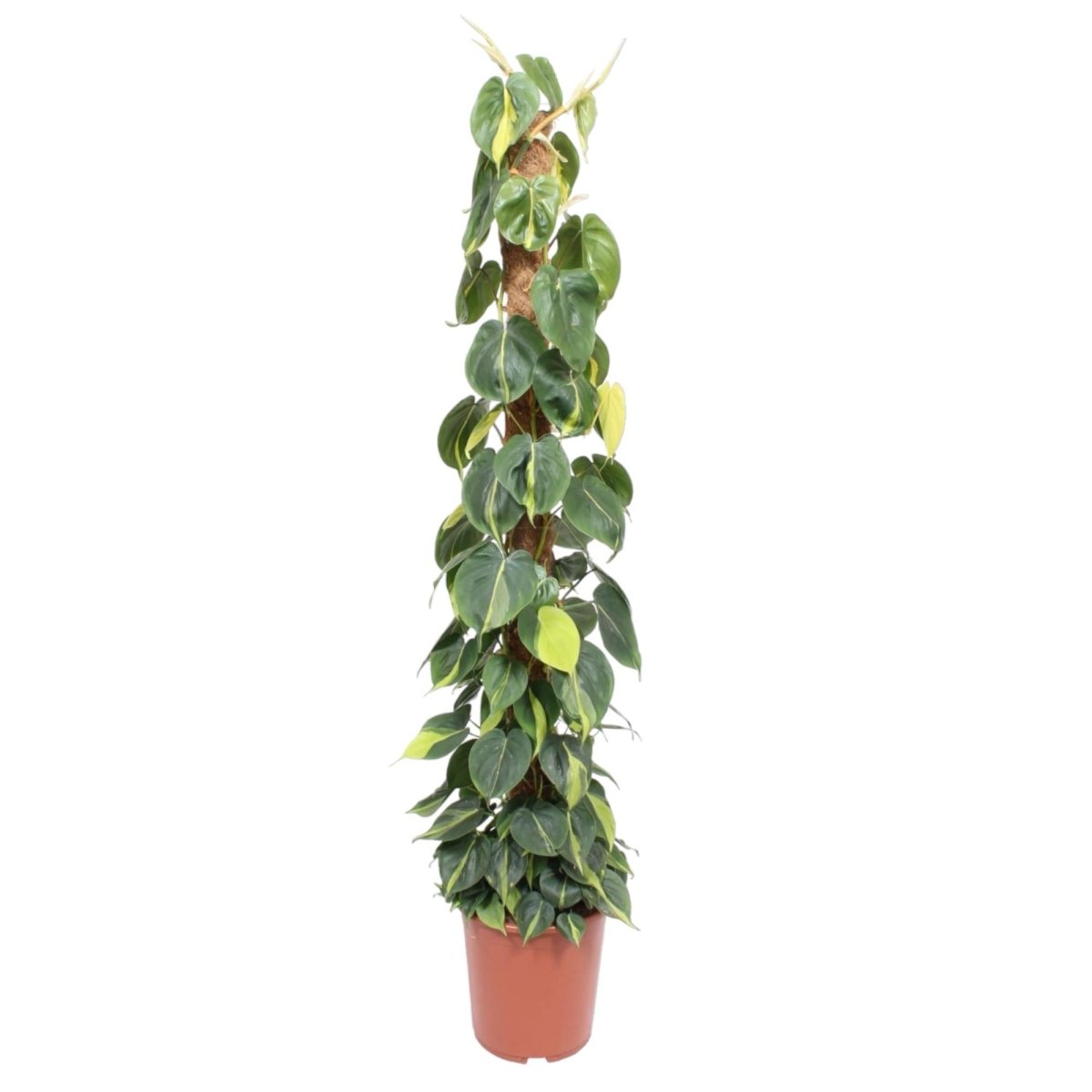 Philodendron scandens ‘Brasil’ | Herzblatt - Philodendron – Bunte Kletter - &amp; Hängepflanze - Wurzelwerk Design