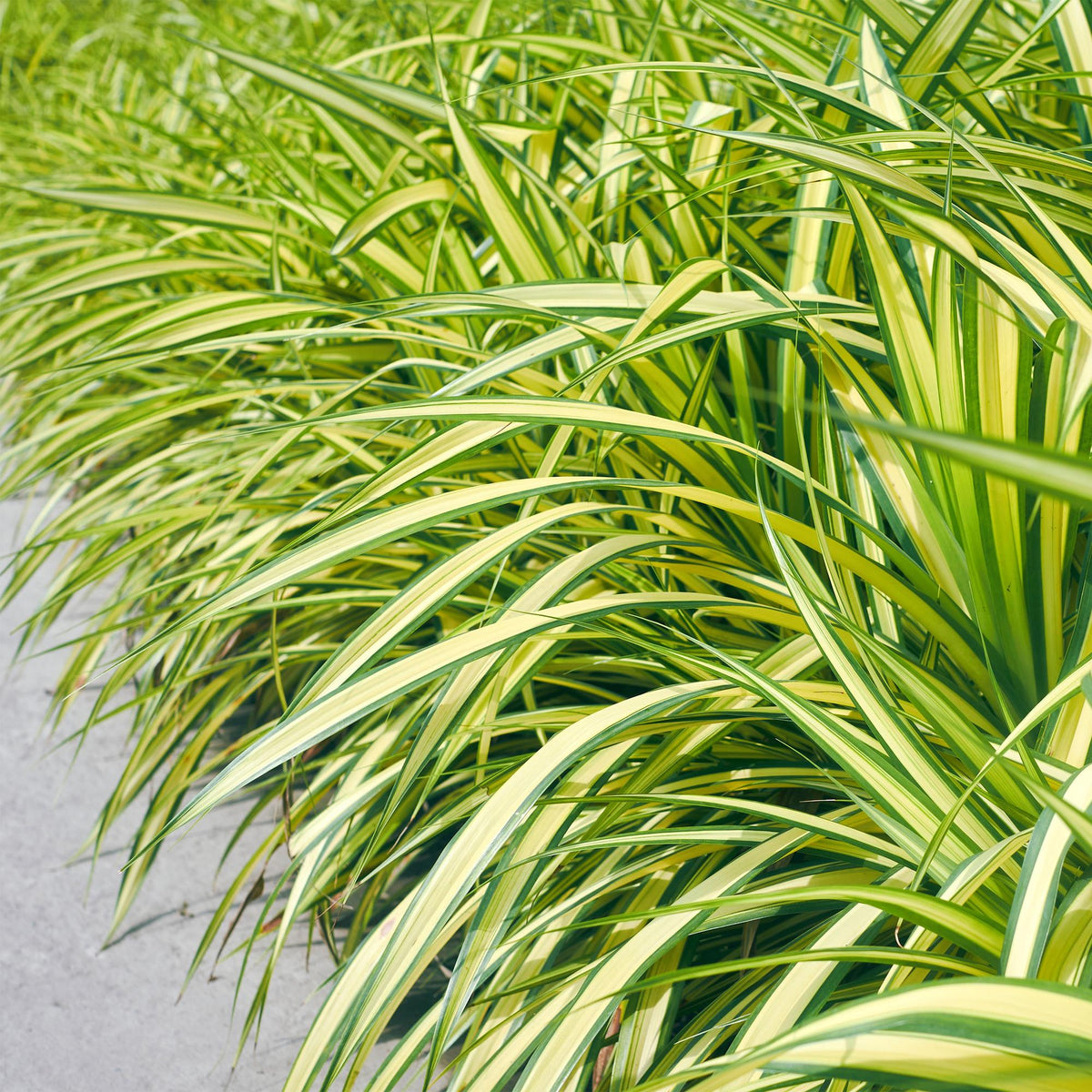 Zwei Carex oshimensis Evergold Ziergräser in Töpfen, gelb-grüne, immergrüne Pflanzen, Everspring, 17cm Durchmesser, 50cm hoch