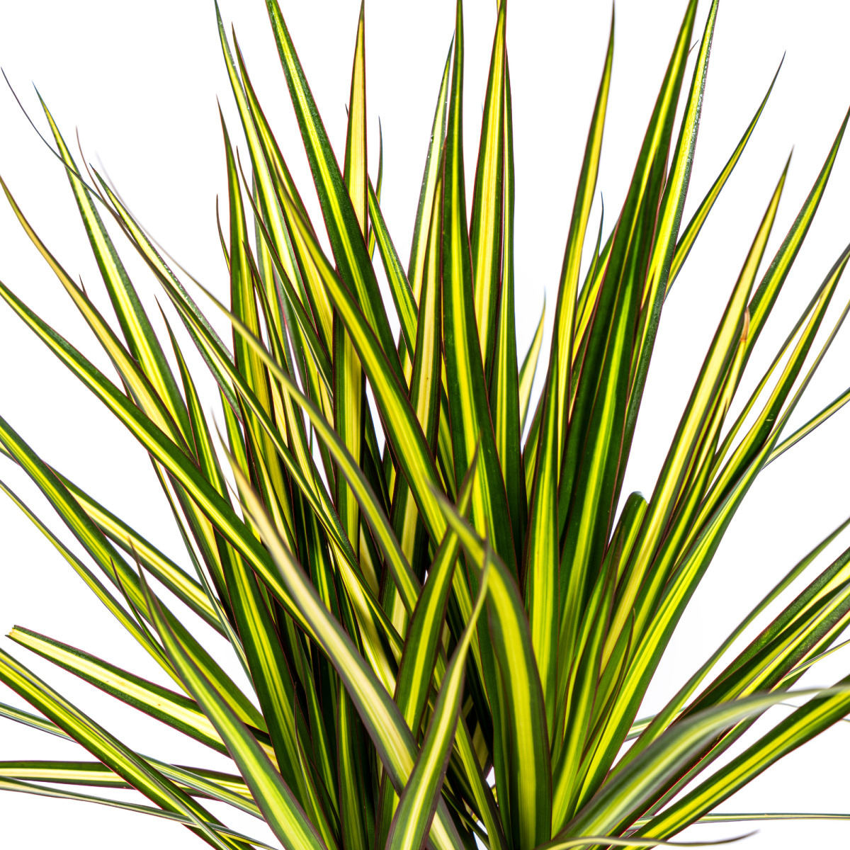 Dracaena Marginata Sunray Ø 17 cm - Höhe 60 - 80 cm - Wurzelwerk Design