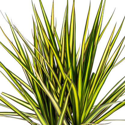 Dracaena Marginata Sunray Ø 17 cm - Höhe 60 - 80 cm - Wurzelwerk Design