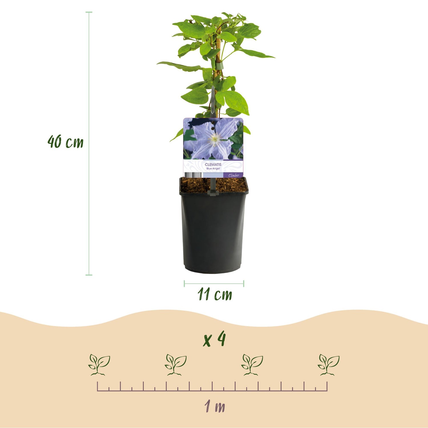 Clematis Blue Angel - Blüte Licht Blau - Wenig Pflege - 2 Pflanzen - Topf 11cm Höhe 40cm