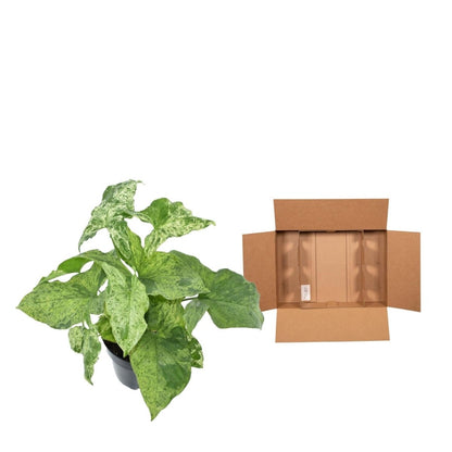 Syngonium ‘Mottled’ 25 cm | Seltene Variegata im Ø12 cm Topf – Tropische Zimmerpflanze - Wurzelwerk Design