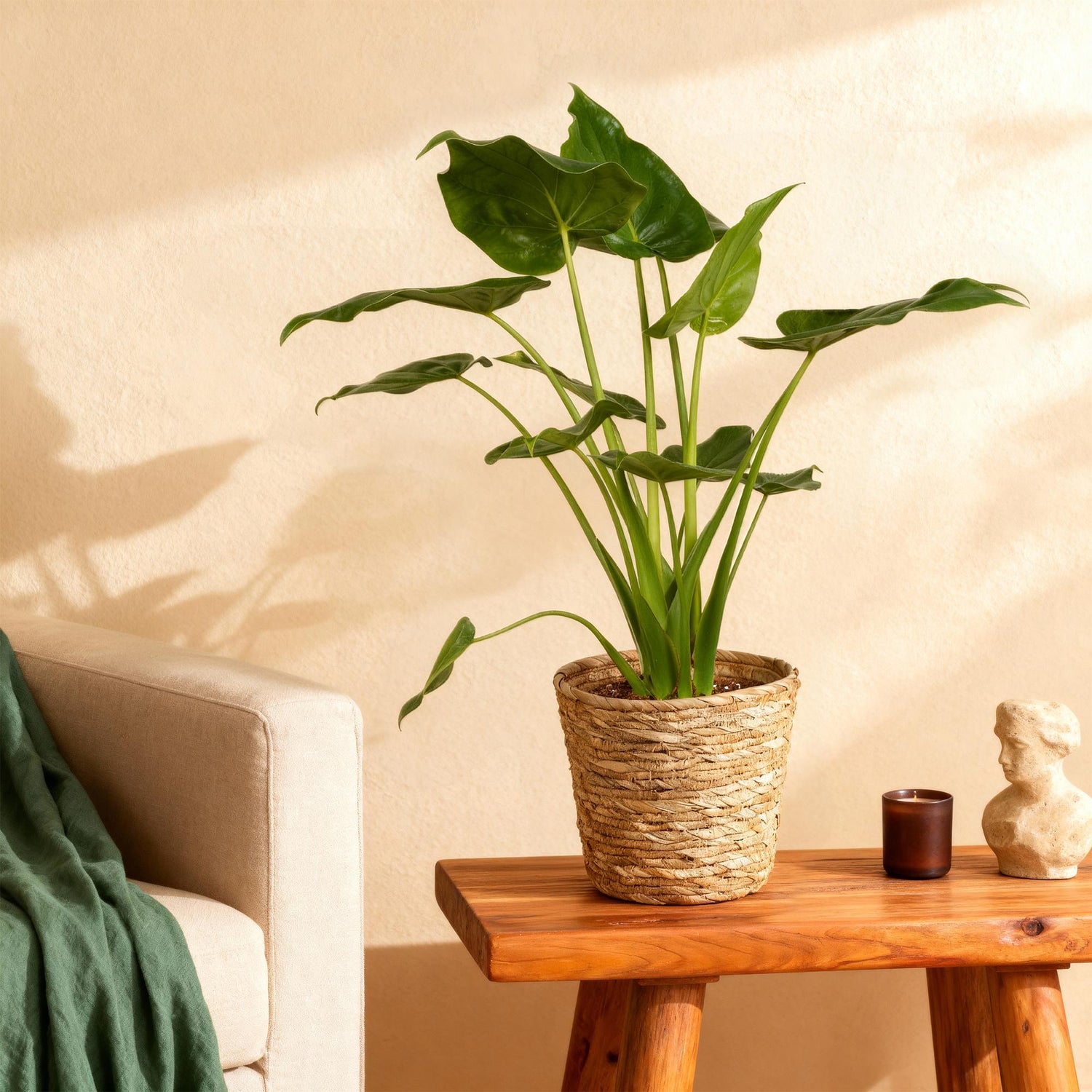 Everspring Alocasia Cucullata Buddha-Hand Pflanze in Korb, Topf 21cm, Höhe 65-70cm, grüne Blätter, dekorative Zimmerpflanze