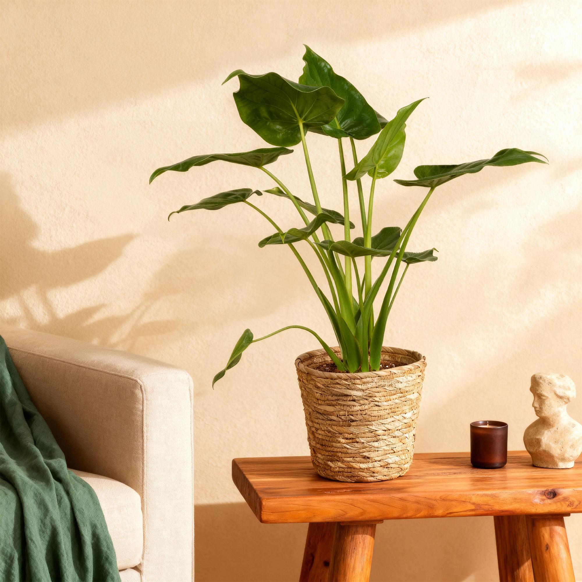 Everspring Alocasia Cucullata Buddha-Hand Pflanze in Korb, Topf 21cm, Höhe 65-70cm, grüne Blätter, dekorative Zimmerpflanze