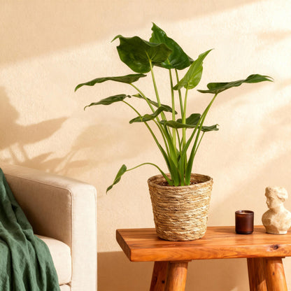 Everspring Alocasia Cucullata Buddha-Hand Pflanze in Korb, Topf 21cm, Höhe 65-70cm, grüne Blätter, dekorative Zimmerpflanze