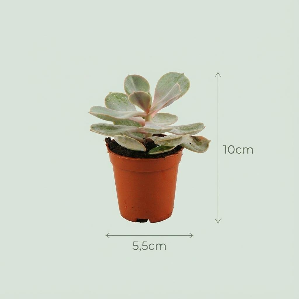 Mini Sukkulenten im Terrakottatopf, 12 Stück, Ø 8,1 cm, Höhe 5-10 cm, Everspring, grüne Pflanzen für Zimmer und Balkon