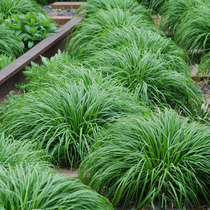 Zwei grüne Carex oshimensis Intense Green Ziergräser im 17cm Topf, immergrün, wenig Pflege, von Everspring.
