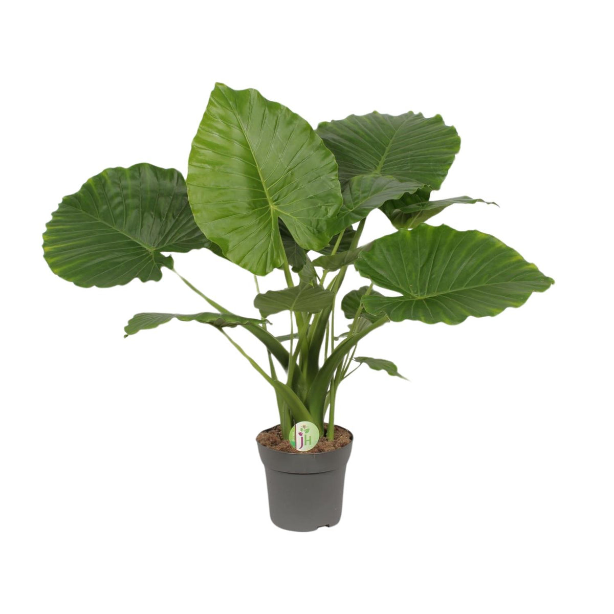 Everspring Alocasia Gageana California Pflanze, grüne große Blätter, Topf Ø21cm, Höhe ca. 80cm, Zimmerpflanze