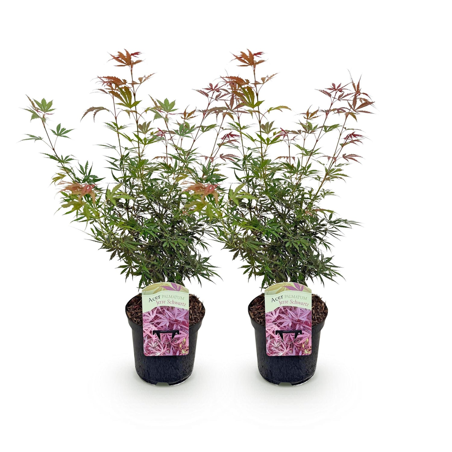 Zwei japanische Ahornbäume Acer palmatum Jerre Swarts mit dunkelrotem Laub, in Töpfen, ca. 70 cm hoch, laubabwerfend.