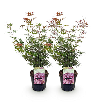 Zwei japanische Ahornbäume Acer palmatum Jerre Swarts mit dunkelrotem Laub, in Töpfen, ca. 70 cm hoch, laubabwerfend.
