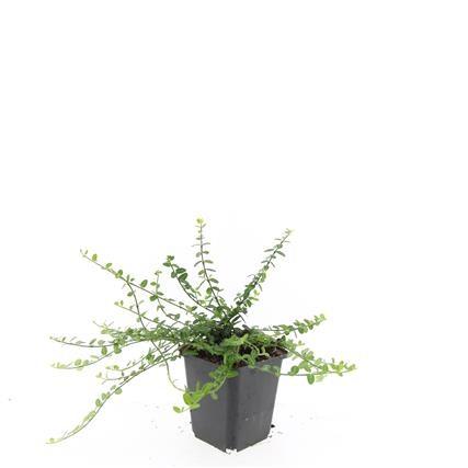 24x Euonymus fort. &