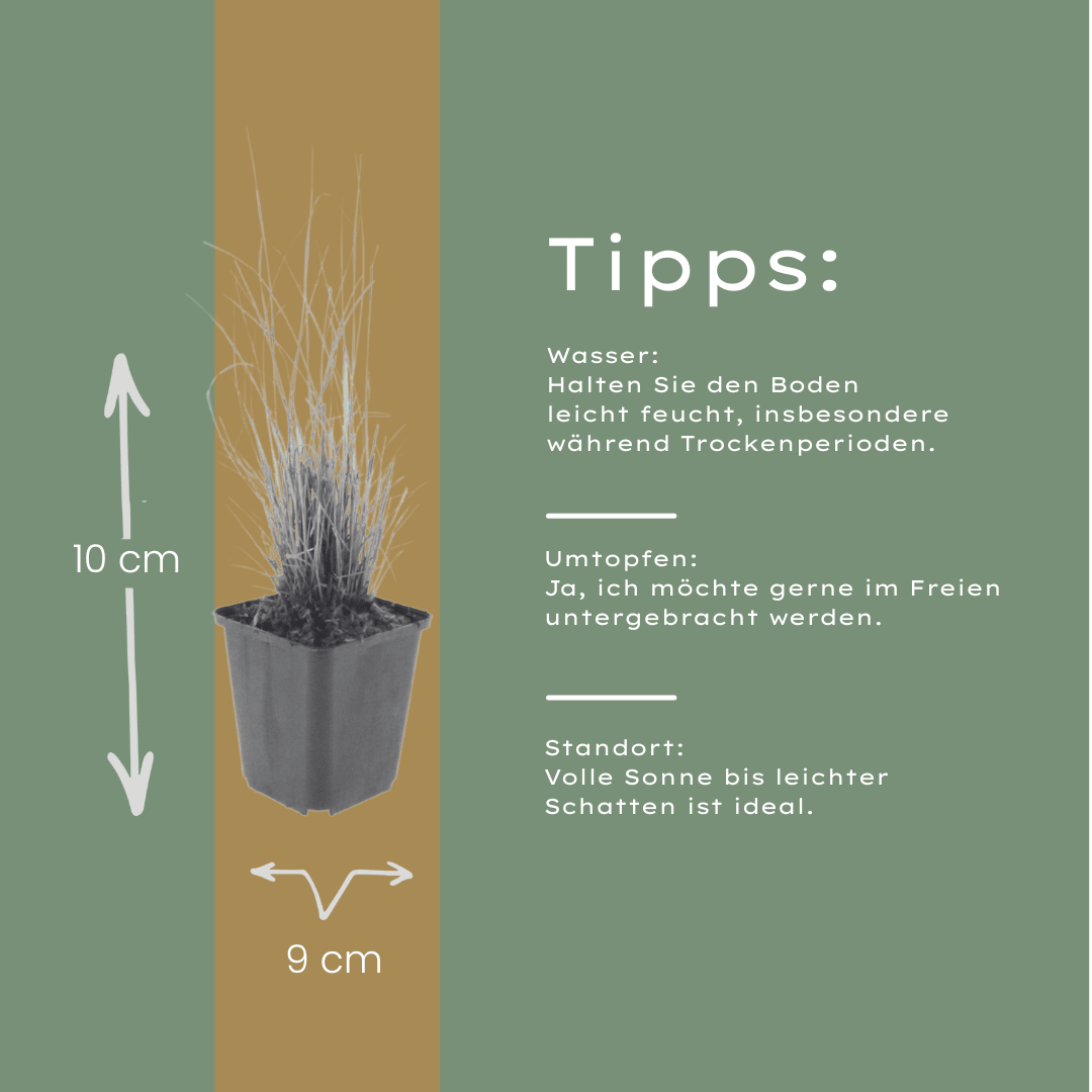 Sechs Everspring Calamagrostis brachytricha Topfpflanzen, Höhe 10-25cm, Durchmesser 9cm, schöne Ziergras-Arrangements.