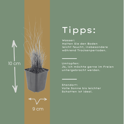 Sechs Everspring Calamagrostis brachytricha Topfpflanzen, Höhe 10-25cm, Durchmesser 9cm, schöne Ziergras-Arrangements.