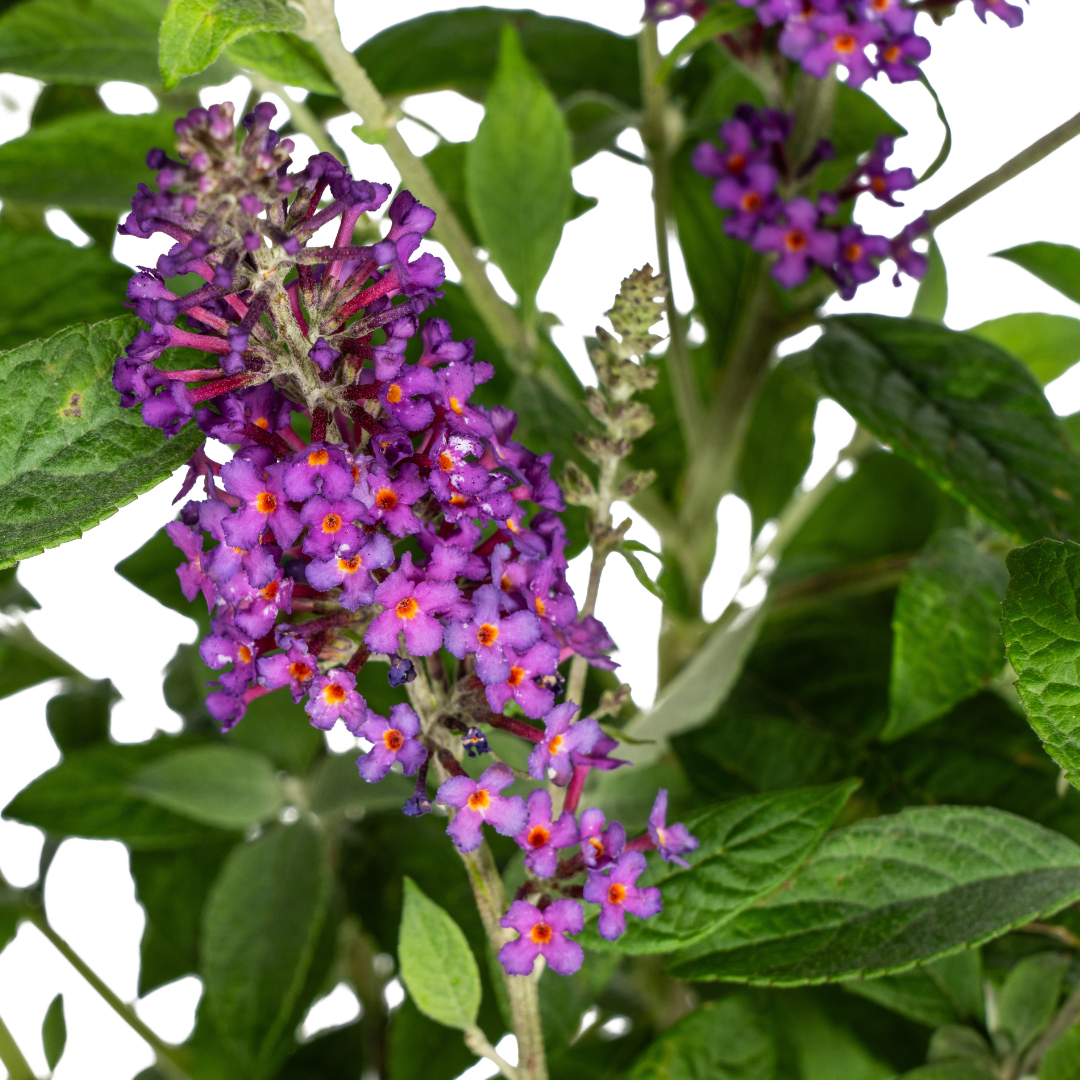 Sommerflieder Buddleja Davidii Purple Ø19cm - ↕40 - 50cm
