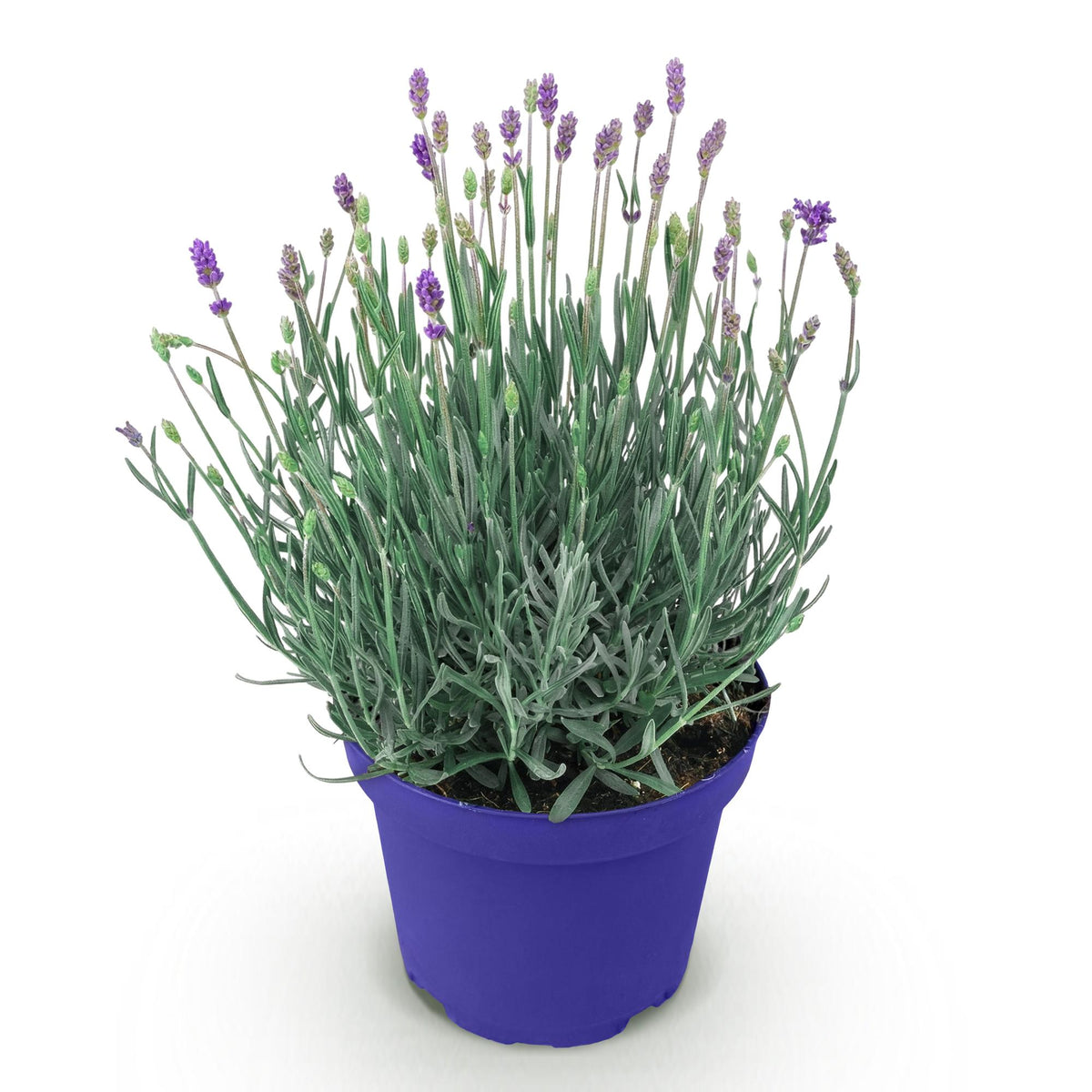 Lavendel angustifolia Hidcote in 12cm Topf, winterhart, lila Blüten, ca. 20-25cm hoch, Everspring Pflanze