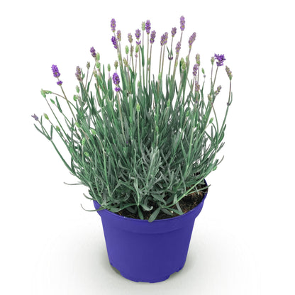Lavendel angustifolia Hidcote in 12cm Topf, winterhart, lila Blüten, ca. 20-25cm hoch, Everspring Pflanze