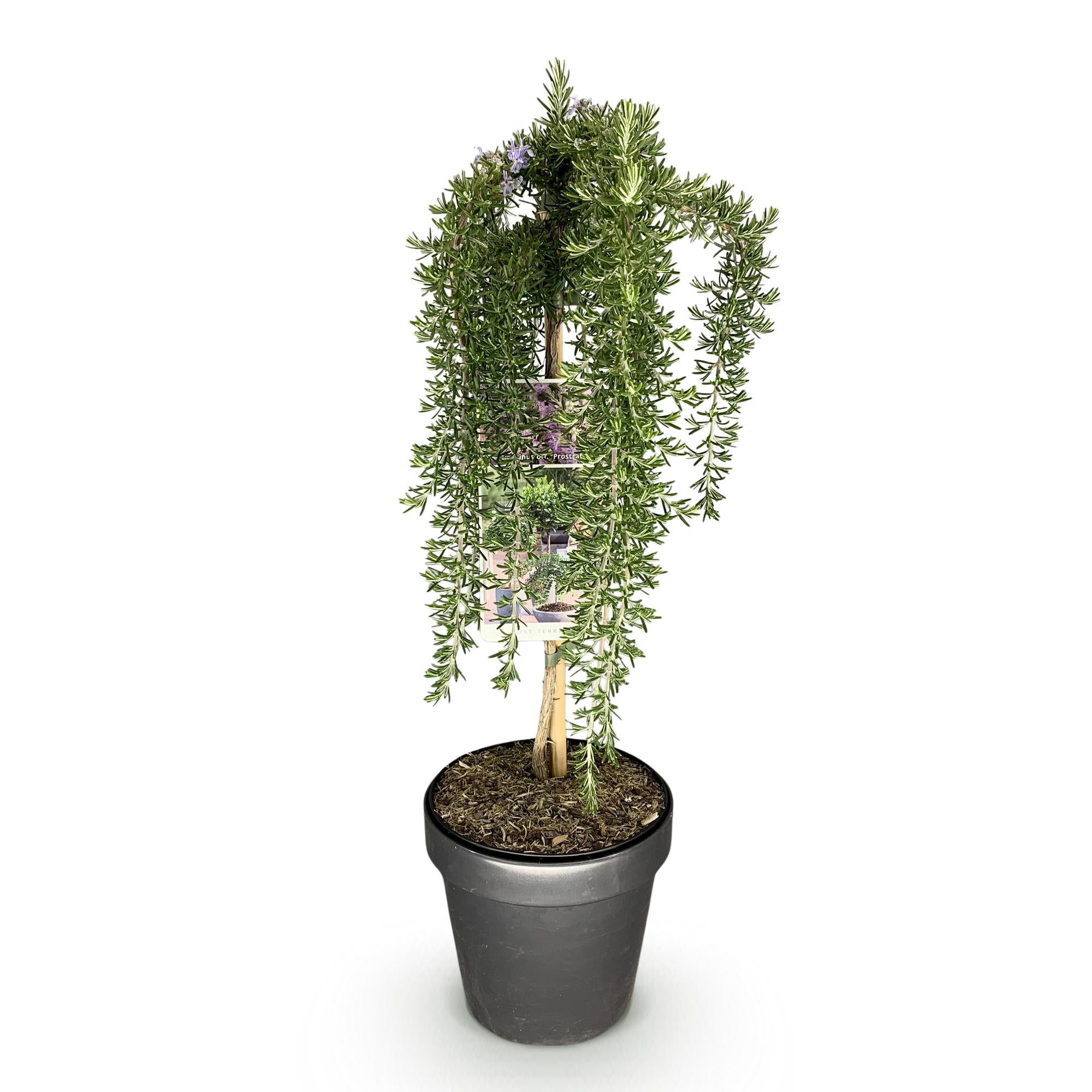 Rosmarinus officinalis Prostratus - Terrassenpflanze - Topf 19cm Höhe 70 - 90cm