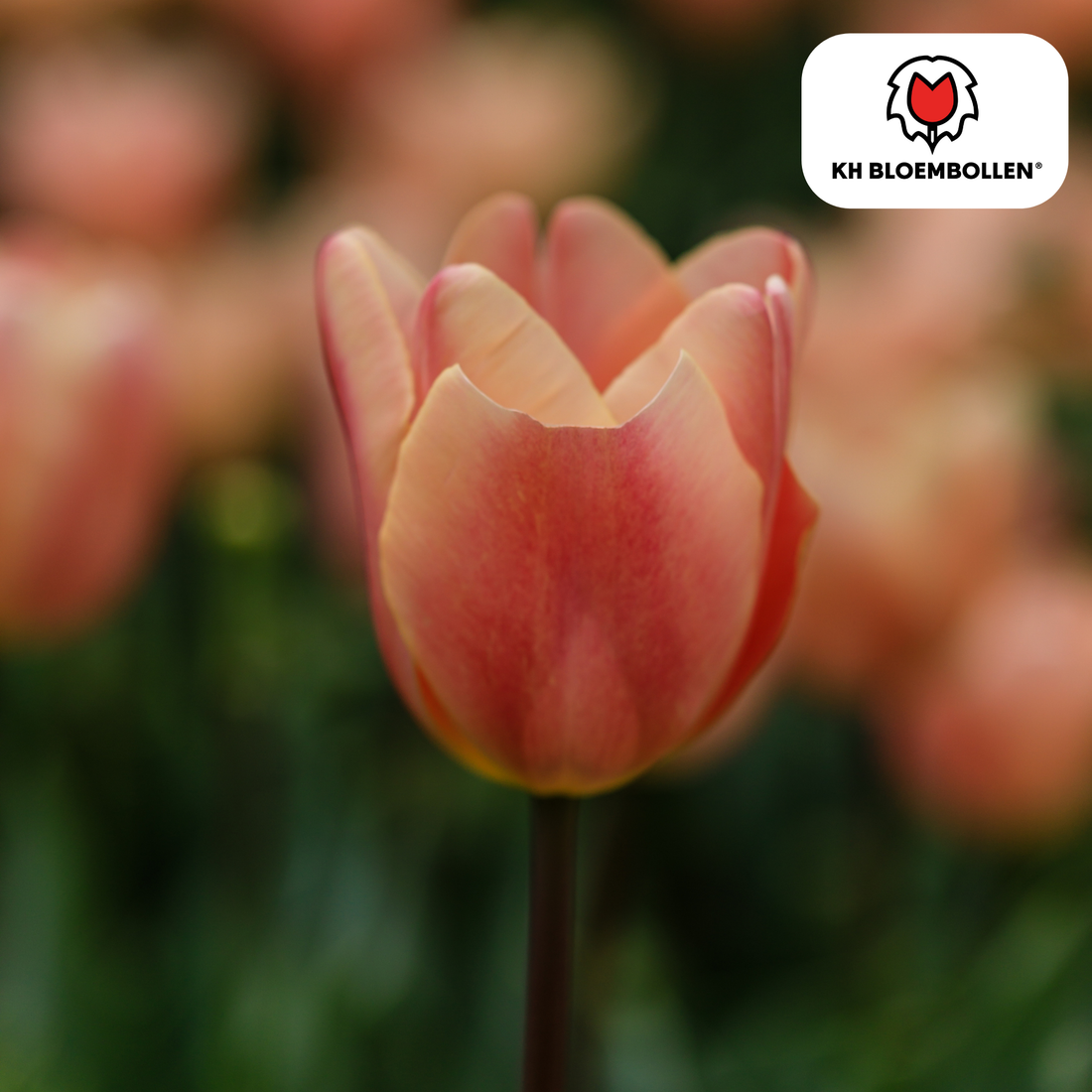 Apricotfarbene Tulpenzwiebeln Foxx von Everspring, 20er-Pack, zarte Blütenfarbe, frühlingshafte Pflanzen für den Garten
